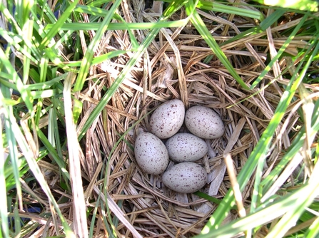 eggs moorhen ice